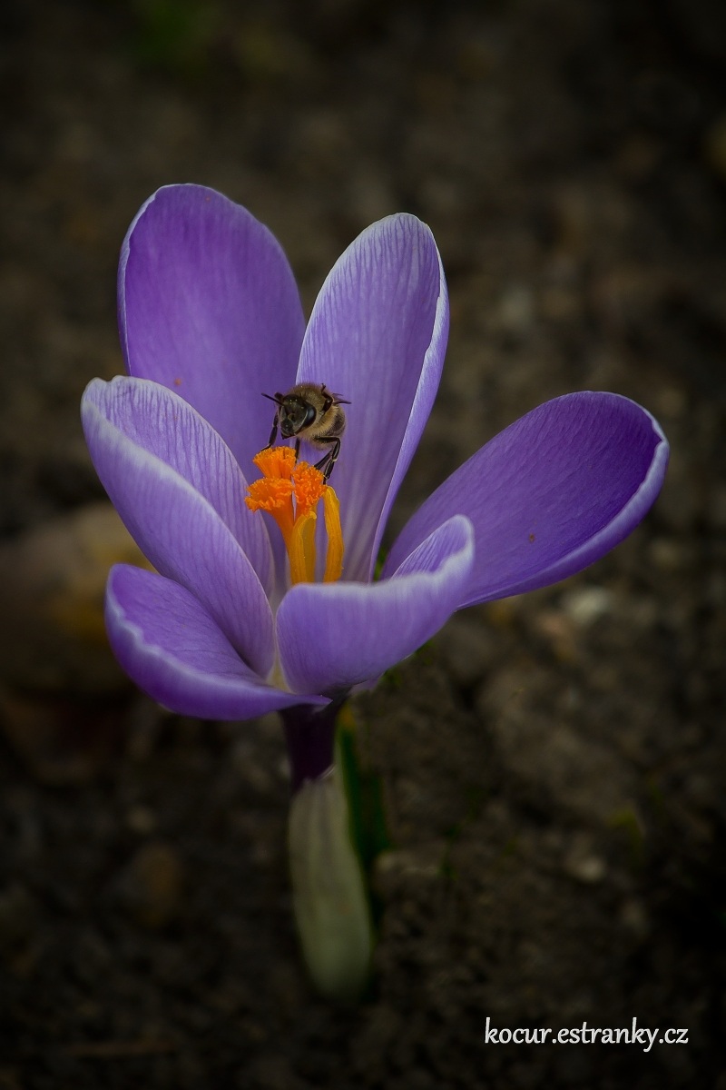 IMG_5528_PS_1