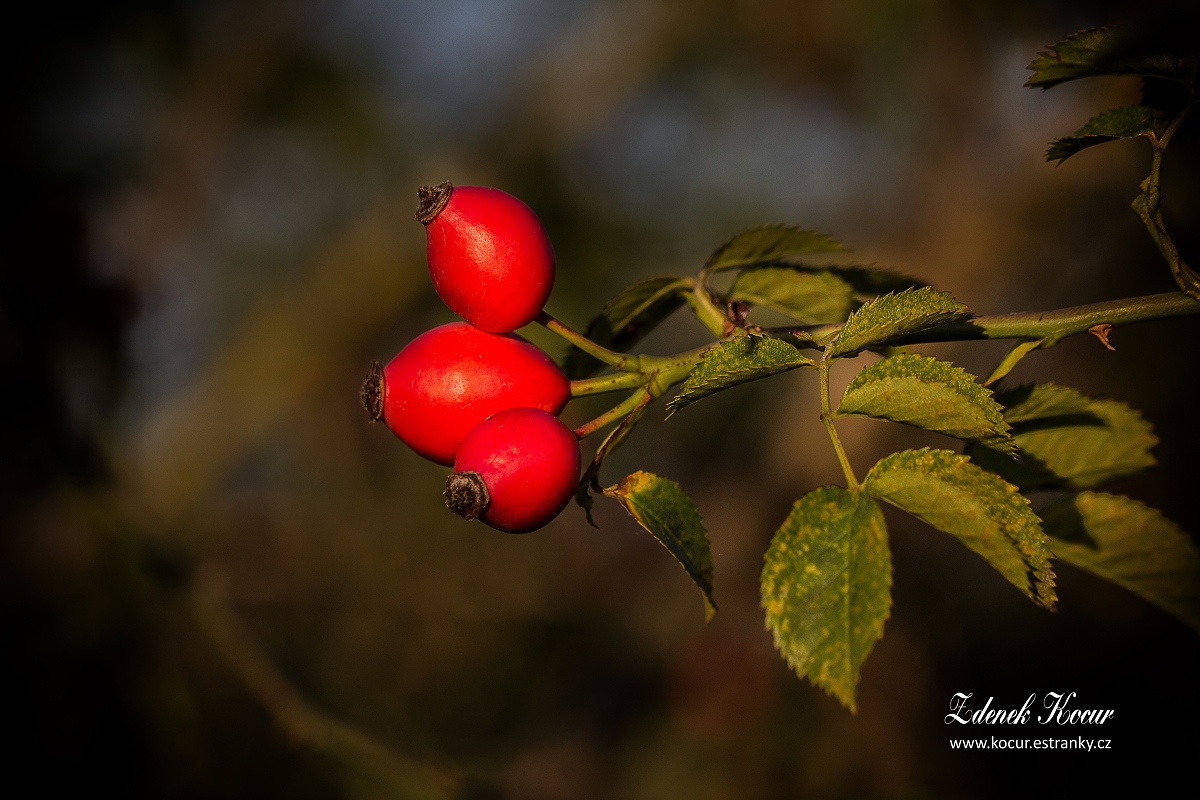 IMG_1361_PS
